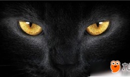 黑猫探案记：信息爆炸时代，高手如何把碎片知识变成破案利器？